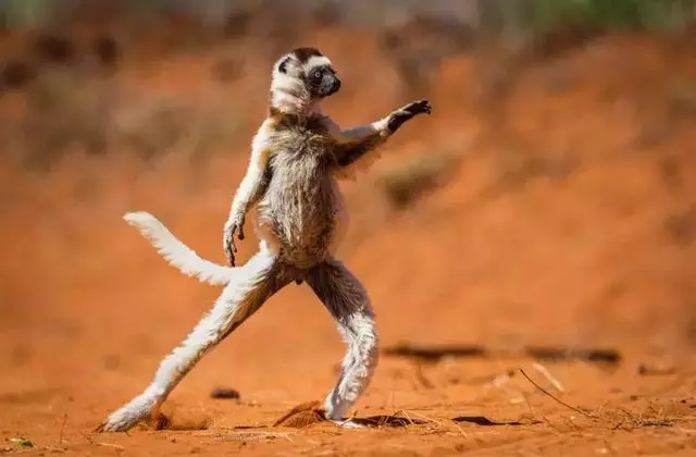 動物王國的搞笑明星!