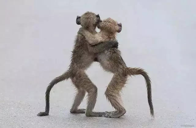 動物王國的搞笑明星!