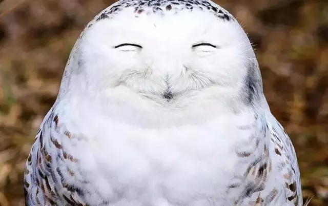 動物王國的搞笑明星!