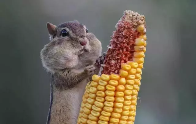 動物王國的搞笑明星!