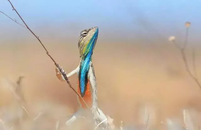 動物王國的搞笑明星!