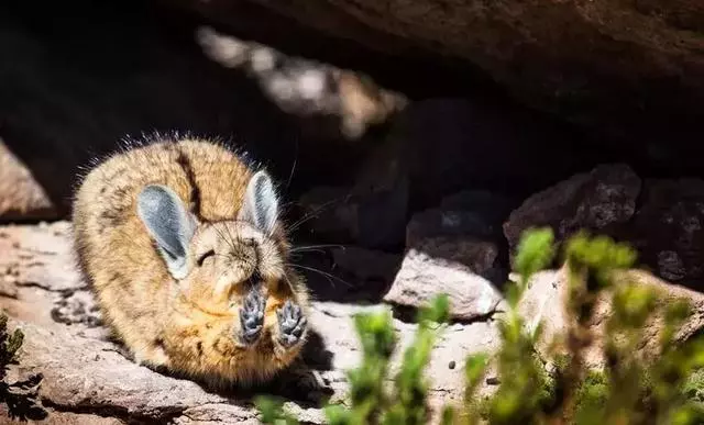 動物王國的搞笑明星!