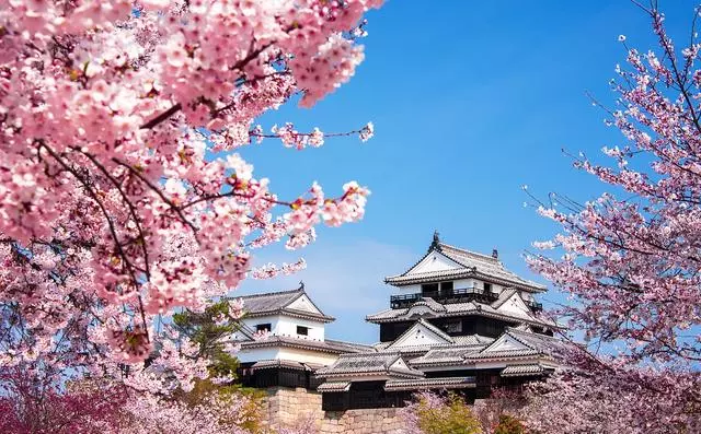 日本櫻花季|睡過京都四季,日本才算沒白來!