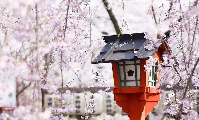 日本櫻花季|睡過京都四季,日本才算沒白來!