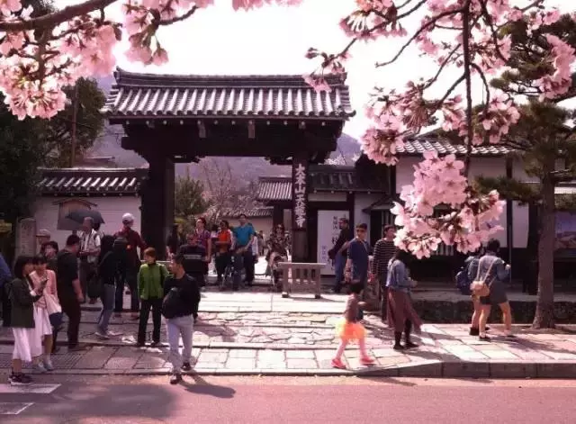 日本櫻花季|睡過京都四季,日本才算沒白來!