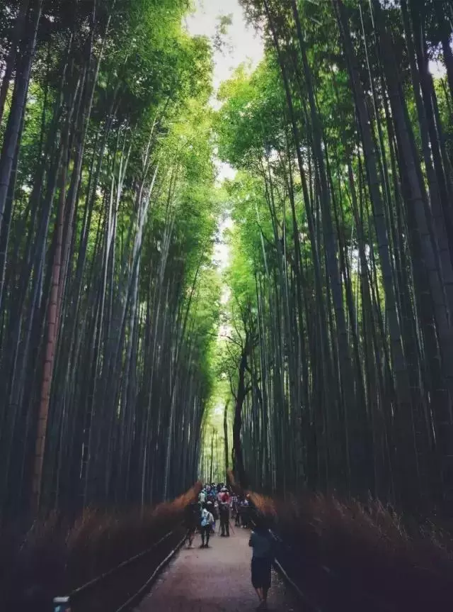 日本櫻花季|睡過京都四季,日本才算沒白來!