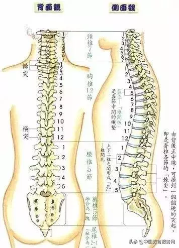 太極拳之練功與脊柱的關係