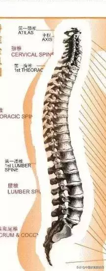 太極拳之練功與脊柱的關係
