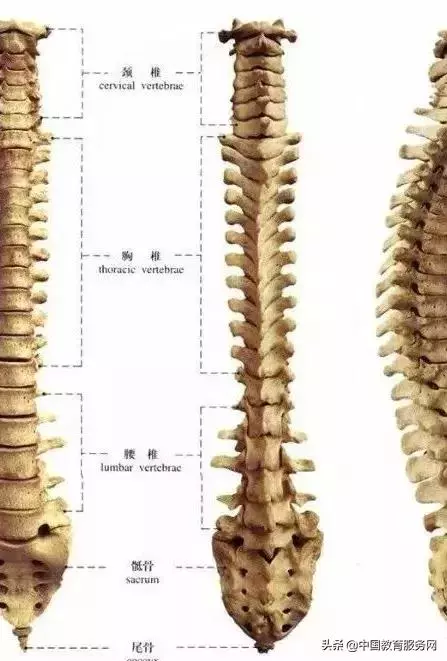 太極拳之練功與脊柱的關係