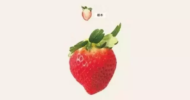 日本最具人氣的草莓,最貴一顆能賣3000元(收藏帖)