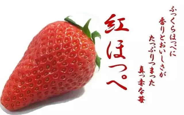 日本最具人氣的草莓,最貴一顆能賣3000元(收藏帖)