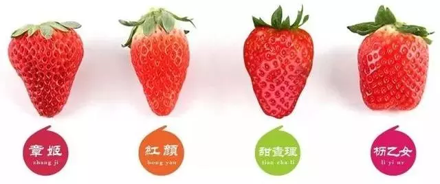 日本最具人氣的草莓,最貴一顆能賣3000元(收藏帖)