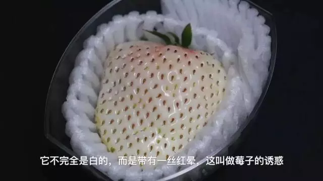 日本最具人氣的草莓,最貴一顆能賣3000元(收藏帖)