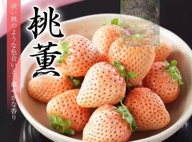 日本最具人氣的草莓,最貴一顆能賣3000元(收藏帖)