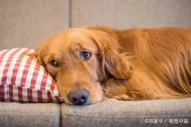 從狗狗睡姿上,看出狗對家庭的態度,您家狗是哪種睡姿
