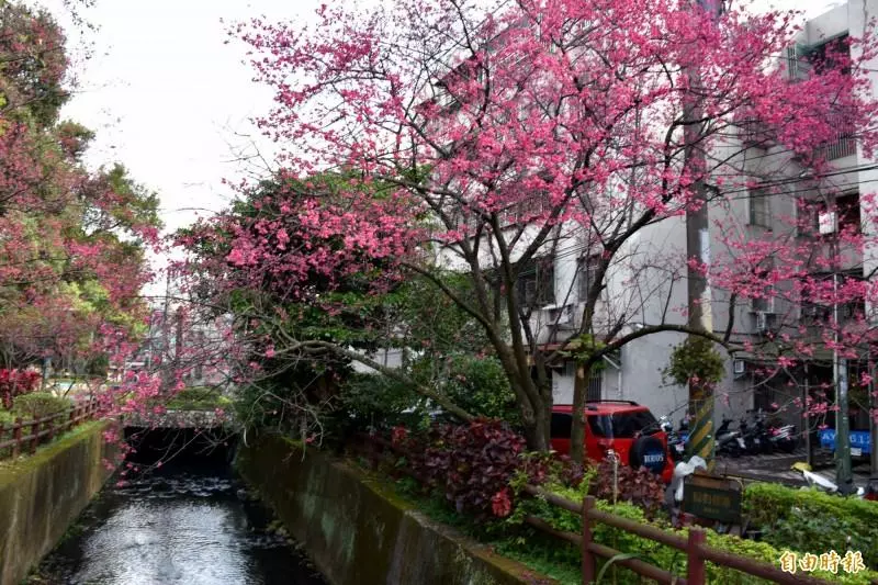 「櫻」浪來襲!中壢這座公園 200棵櫻花即將開好開滿