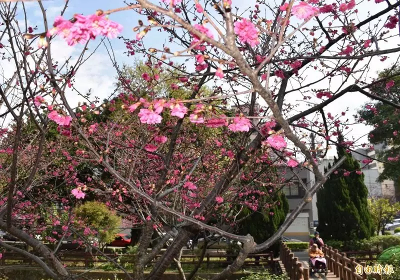 「櫻」浪來襲!中壢這座公園 200棵櫻花即將開好開滿