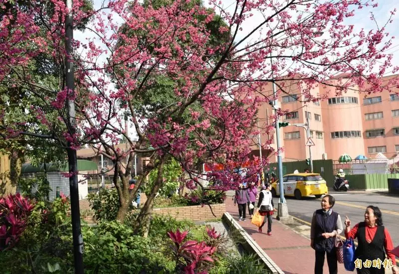「櫻」浪來襲!中壢這座公園 200棵櫻花即將開好開滿
