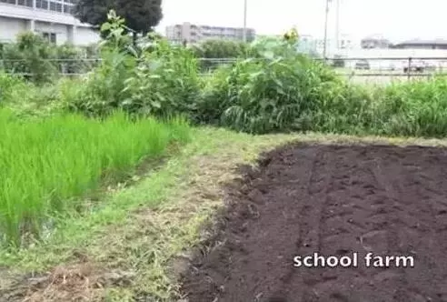 日本小學的50塊營養午餐吸引1600萬人觀看:他們在培養公民,我們卻在培養公主,一個人長大的標誌就是學會獨立與感恩