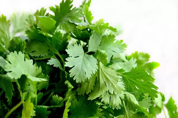 含淚都要吞下去!香菜排空「體內拍咪阿」效果一級棒 專家:超多營養還治「金魚腦」