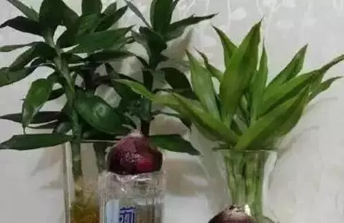 她把小蘇打【塗頭上】,好事馬上發生了,趕緊為家人收起來