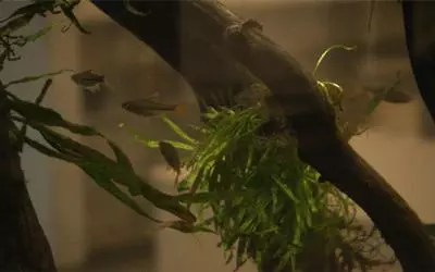 亞馬遜放大招了,狂砸250億造新總部,讓你天天加班都會願意的!