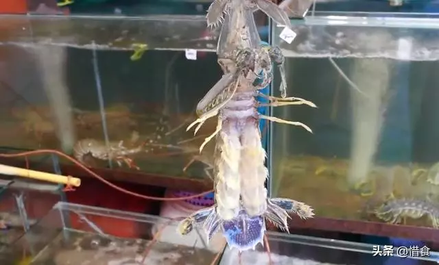 泰國街頭的皮皮蝦,比小孩的手腕粗,中國吃貨看了做法卻不愛吃