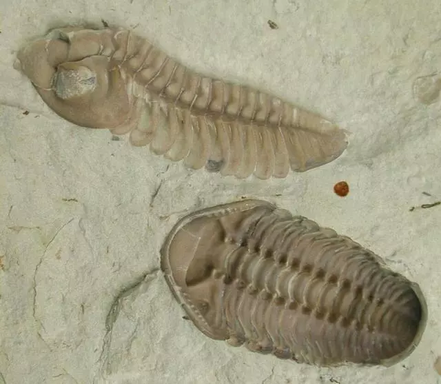 美媒:5億多年前,寒武紀生物「大爆發」或改變了地球