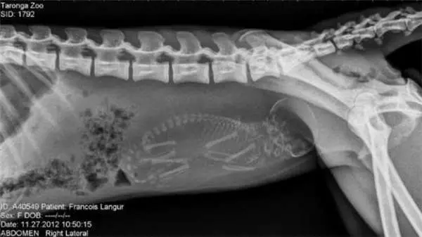 17張你沒看過的動物懷孕照,看了母鯊魚的肚子整個晚上都睡不好了