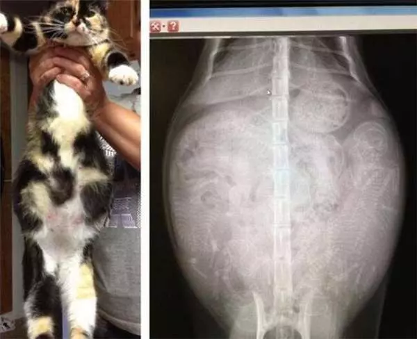 17張你沒看過的動物懷孕照,看了母鯊魚的肚子整個晚上都睡不好了