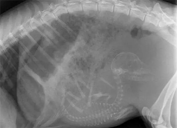 17張你沒看過的動物懷孕照,看了母鯊魚的肚子整個晚上都睡不好了