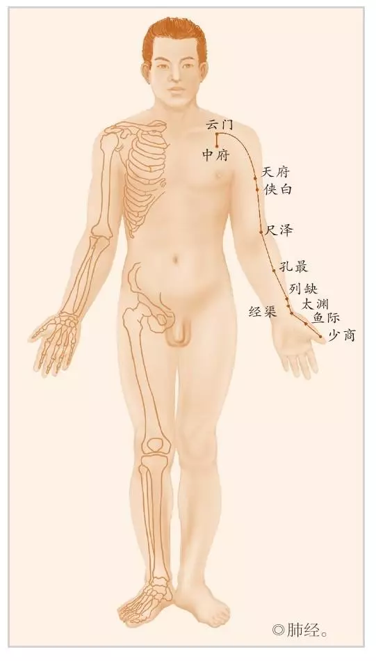 肺經:人體最容易受傷的經