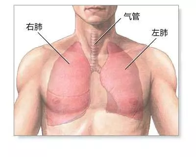 五臟與五怕!肝、心、脾、肺、腎都怕什麼,快看看……