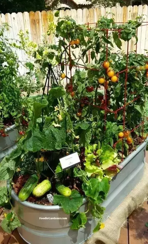 在家種個菜都這麼美,我還要什麼花園?