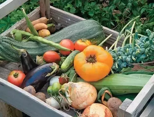 在家種個菜都這麼美,我還要什麼花園?