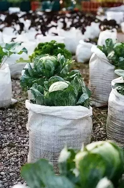 在家種個菜都這麼美,我還要什麼花園?