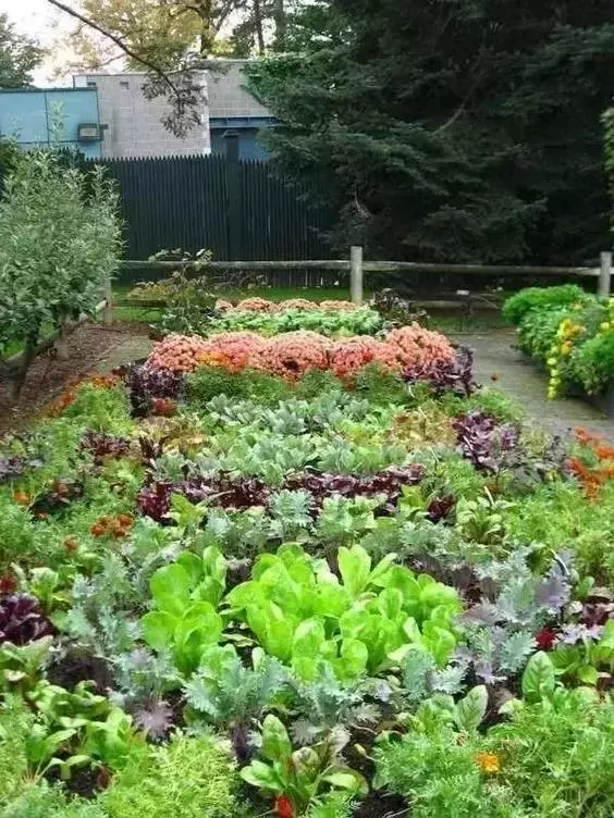 在家種個菜都這麼美,我還要什麼花園?