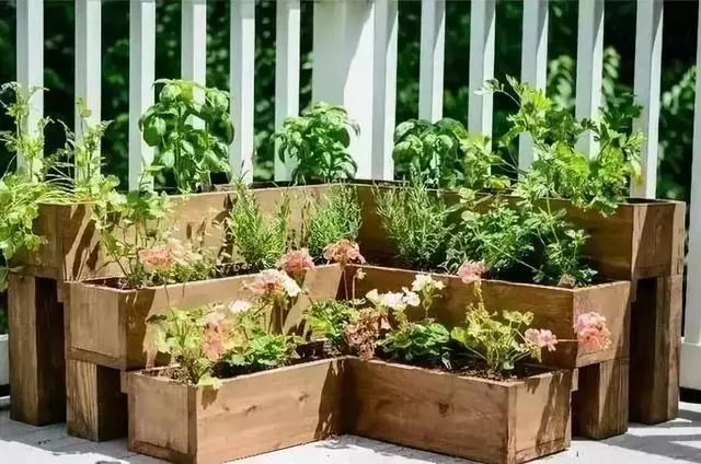 在家種個菜都這麼美,我還要什麼花園?