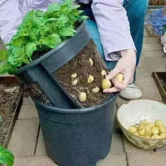在家種個菜都這麼美,我還要什麼花園?