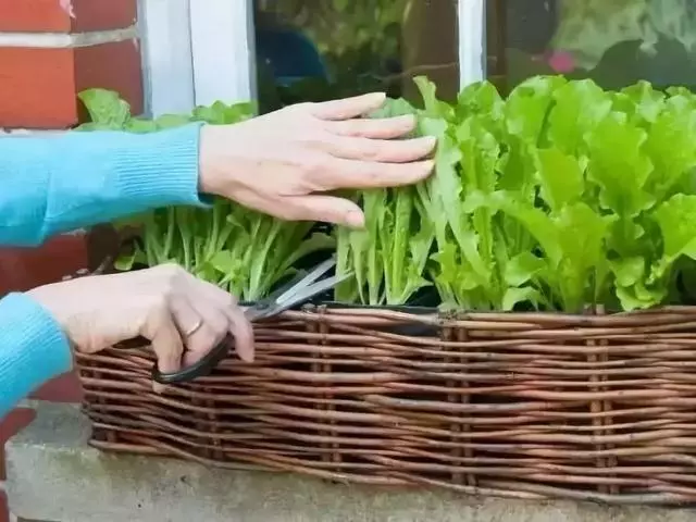 在家種個菜都這麼美,我還要什麼花園?