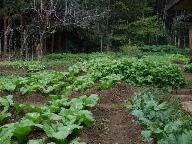 在家種個菜都這麼美,我還要什麼花園?