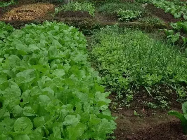 在家種個菜都這麼美,我還要什麼花園?