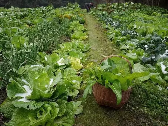 在家種個菜都這麼美,我還要什麼花園?