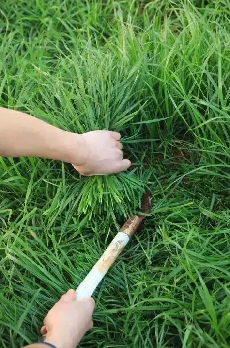 在家種個菜都這麼美,我還要什麼花園?