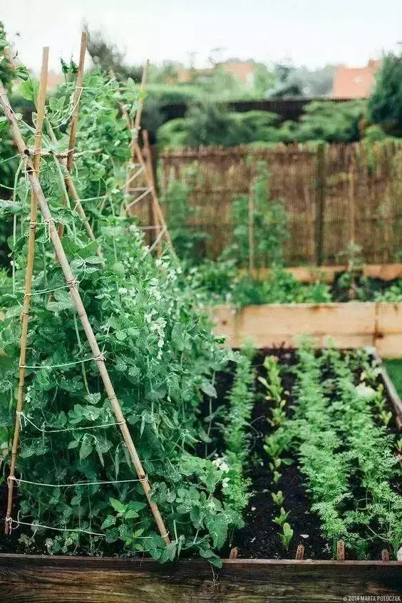 在家種個菜都這麼美,我還要什麼花園?