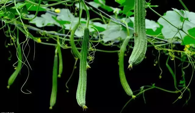 在家種個菜都這麼美,我還要什麼花園?