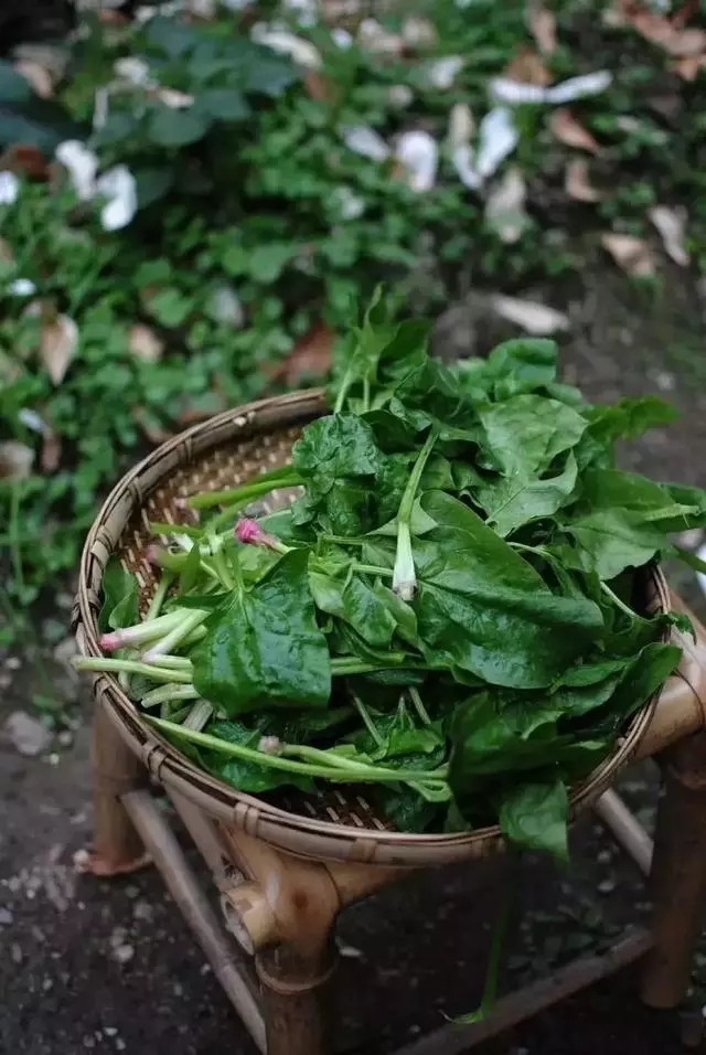 在家種個菜都這麼美,我還要什麼花園?