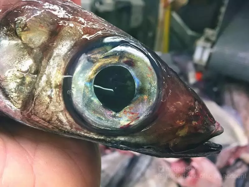 一張「海溝插畫」證明人類很無知 11種「長相很有創意」的深海生物也曝光 XD