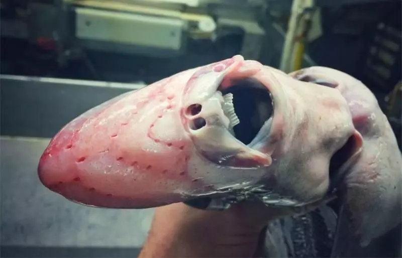 一張「海溝插畫」證明人類很無知 11種「長相很有創意」的深海生物也曝光 XD
