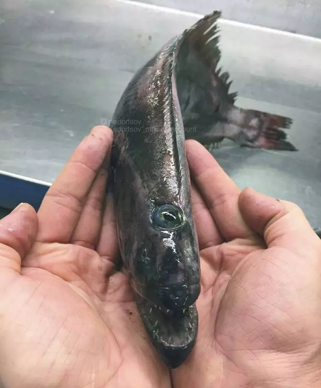 一張「海溝插畫」證明人類很無知 11種「長相很有創意」的深海生物也曝光 XD